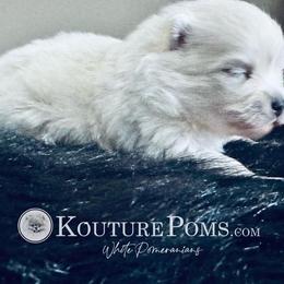 Grace - White female Pomeranian puppy in Charlotte, North Carolina from Kouture Pomeranians
