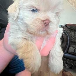 Milo - Cream and white male Shih Tzu puppy in Azusa, California from RJ Shih Tzu lover