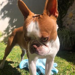 Ram - Boston Terrier
