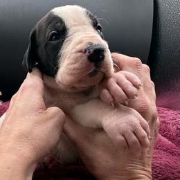 Girl 2 - Mantle female Great Dane puppy in Cadillac, Michigan from Garrow Danes House of Blues