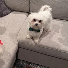 Maltese from A Town Maltese