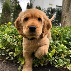 Border Collie and English Cocker Spaniel Puppies from The art of breeding
