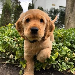 Border Collie and English Cocker Spaniel Puppies from The art of breeding