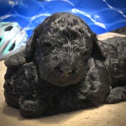 Aster - Black male Goldendoodle puppy in Kansas City, Missouri from Beary GoldenDoodles