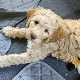 Bernedoodle Puppies from Doting Doodles