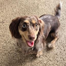 Mocha - Dachshund