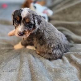 Cupcake - Merle female Bernedoodle puppy in Mc Gaheysville, Virginia from Doting Doodles