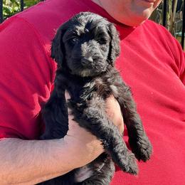 Yeti - Chocolate male Goldendoodle puppy in St Johns, Florida from Nini's Poodles and Doodles of St. Johns Co.