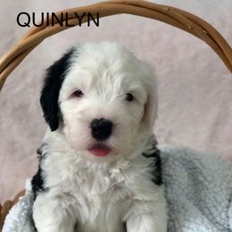 QUINLYN - Blue gray and white female Old English Sheepdog puppy in Baltimore, Maryland from Misty Blue’s Old English Sheepdogs