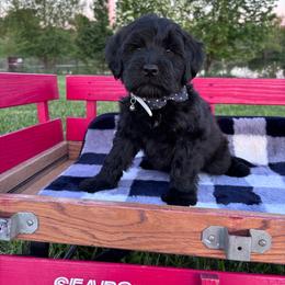 Shamus - Black male Whoodle puppy in Rising Sun, Indiana from Ruby Lane Doodles