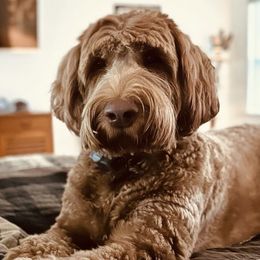 Australian Labradoodles from Glencoe Australian Labradoodles