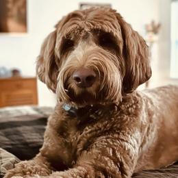 Australian Labradoodles from Glencoe Australian Labradoodles