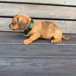Woody - Dapple male Dachshund puppy in South Willard, Utah from Doxies in the Sun