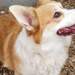 Gucchi - Pembroke Welsh Corgi