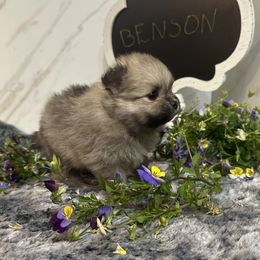 Benson - Cream sable male Pomeranian puppy in Scio, Oregon from Mac Daddy Poms