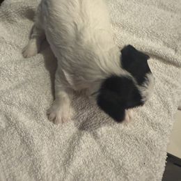 Yorkshire Terrier Puppies from Dallas Parti Yorkies