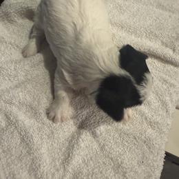 Yorkshire Terrier Puppies from Dallas Parti Yorkies