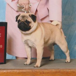 Pugs from Piggytail Kennels