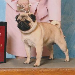 Pugs from Piggytail Kennels