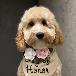 Sophie - Australian Labradoodle
