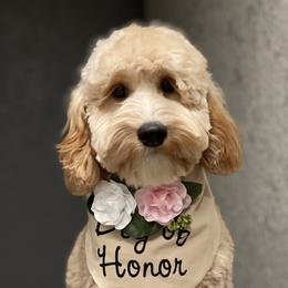 Sophie - Australian Labradoodle