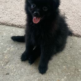 Pomeranian Puppies from Jazzi’s Poms
