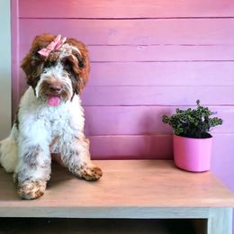 Pink Rocher - Chocolate Australian Labradoodle puppy in San Antonio, Texas from HighStar ALD, Inc.