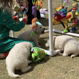 German Shepherd and White Shepherd Puppies from Scenic Creek German Shepherds