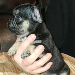 Luna - Black and tan female French Bulldog puppy in Graham, Washington from Kristy's French Bulldogs & Mini Schnauzers