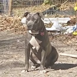 Ice - American Bully