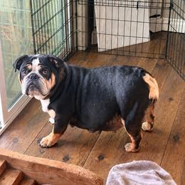 Winny - Bulldog