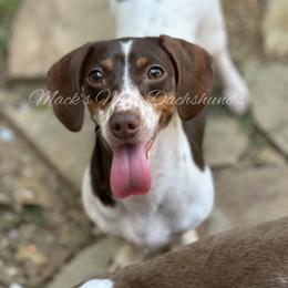 Mina - Dachshund