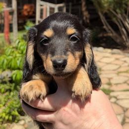 Boy 1 - Black and tan male Dachshund puppy in Santa Rosa, California from Signature Mini Dachshunds