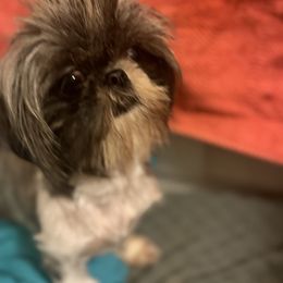 Cupcake - Shih Tzu