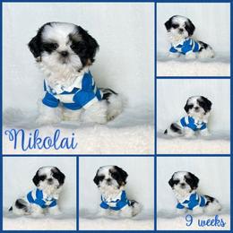Nikolai - Tricolor male Shih Tzu puppy in Yelm, Washington from Lala's All Star Shih Tzu