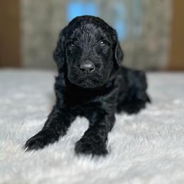 Linden - Black male Goldendoodle puppy in Osage City, Kansas from Golden Ridge Goldens
