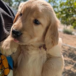Ms. Purple - Light golden female Golden Retriever puppy in Yucaipa, California from Golden Kennel Breeders