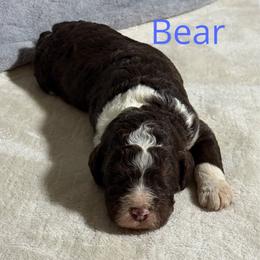 Bear - Brown and white male Bernedoodle puppy in Battle Creek, Michigan from T-Rose’s Bernedoodle & Pomsky Puppies