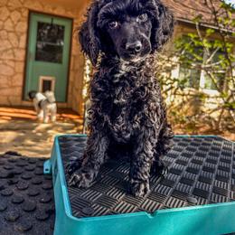 Maize - Black female Poodle puppy in Spring Branch, Texas from Mezzo Poodles