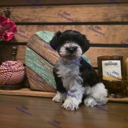 Reggie - Parti male Miniature Schnauzer puppy in Crestview, Florida from Dees Schnauzers