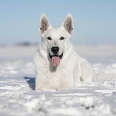 Enzo - Berger Blanc Suisse