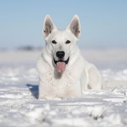 Enzo - Berger Blanc Suisse