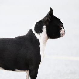 Buzz - Boston Terrier