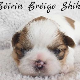 AKC Red & White Parti Male #2 - Red and white male Shih Tzu puppy in Las Vegas, Nevada from Beirin Breige Shih Tzus