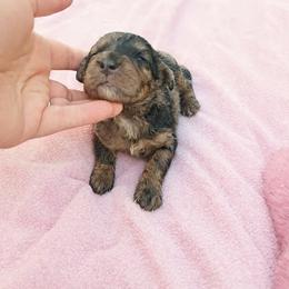 Pink Girl 1950 - Chocolate merle female Bernedoodle puppy in Lafayette, Alabama from Williams Lake Kennels