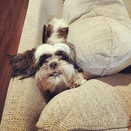 Beau - Shih Tzu