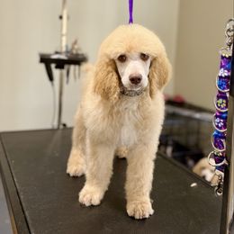 Frozone - Cream male Poodle puppy in Lookout, California from Rossiter Poodles