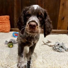 RB4 - Tri-Roan male English Springer Spaniel puppy in Britton, South Dakota from K&S Canines