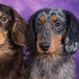Cockapoos, Dachshunds, French Bulldogs, and Poodles from MoonShine Babies