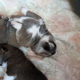 Shiba Inu Puppies from Cornerpost Shiba Inus